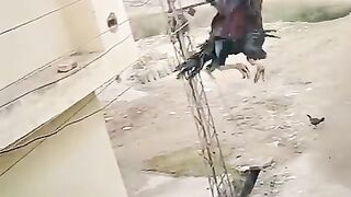 Aseel Morga Jamping