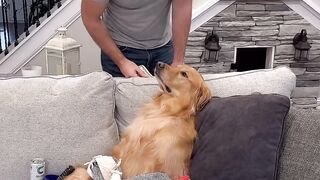 Good dog