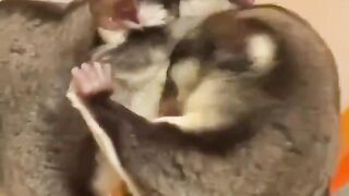 Momonga cleans his face with the body of his friend.