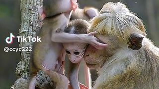 Sekawanan monyet #videoshort