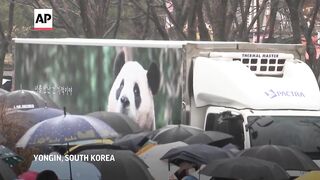 South Koreans bid tearful farewell to beloved panda leaving for China.