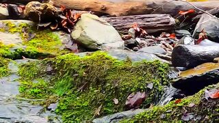 NATURE 5