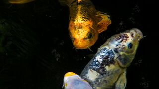 RELAX KOI