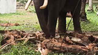 Sri Lankan Elephants