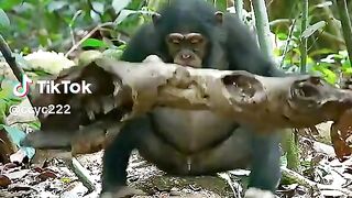 Gorila si monyet besar menciptakan makanannya sendiri#videoshort