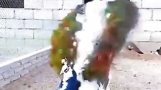 Peacock