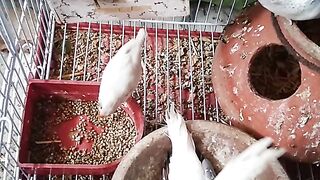 Bird Habitats and Lifestyles · Arboreal: birds that live in trees. · Colonial: birds