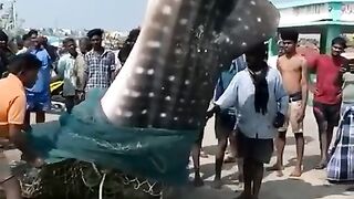 Monster Fish its too big_N4 Fishing Monsters#shorts