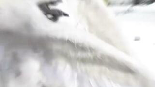 Is Opium Bird Real.