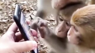 Monkey's phone