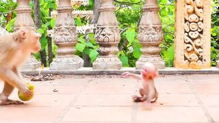 monkey life in jungle