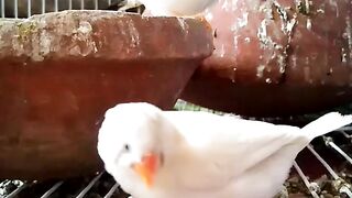 birds that nest and live in large groups. · Diurnal: birds that are active during