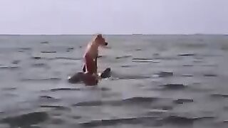 A dog in the sea