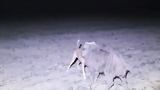 cachorro monstruoso.