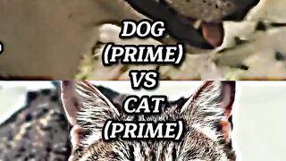Dog vs Cats