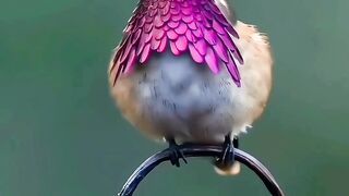 World wildlife animal 2024