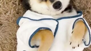 fun with dog