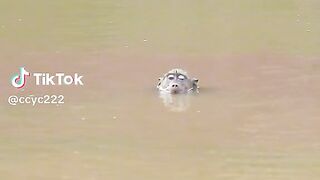 Monyet di serang buaya #videoshort