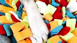 funny Dogs & Cats Videos