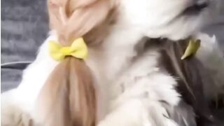funny cat & dogs Videos