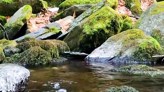 NATURE 6