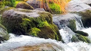 NATURE 7