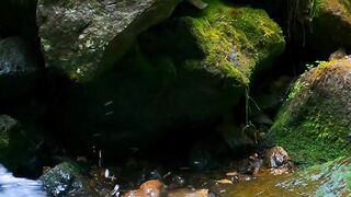NATURE 8