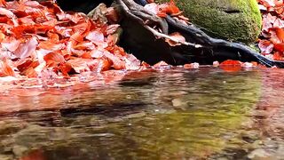 NATURE 12