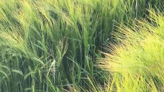 NATURE 14