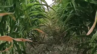 NATURE 15