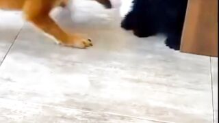 Cute dog fighting cute dog help with gf ????
