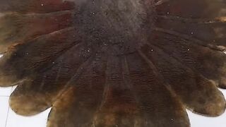 Rug foam cleaning ASMR