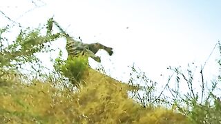 The leopard pounced on the perfect one