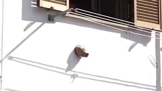 Best Funny Animal Videos Part 28