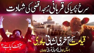 Sacrifice The Red Cow ???? THE END OF WORLD ???? RED COW ???? ISRAEL ???? FREE PALESTINE ????????  THE END OF WORLD ???? END IS NEAR.