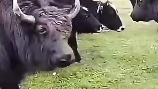 Ox fight competition.!!!