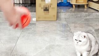 Cat play with Ball????