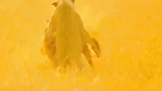 Heyna disturbs the Lion's hunting