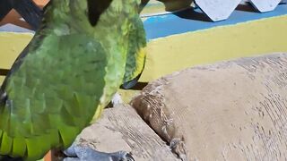 Consintiendo al lorito Blu