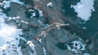 #animalslifestyle #wildlifeoftiktok #foryourpage #tiktok #pet