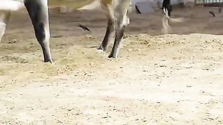 New video Mirza H&H