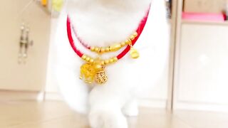 Cat viral video