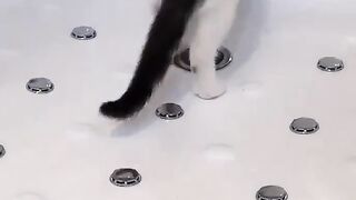 Better there than on the carpet ???? Tag 3 friends who are cat lovers! ????