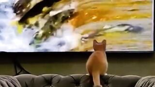 "Adorable Cat Reacts to Big Screen Entertainment: A Must-Watch Moment!"