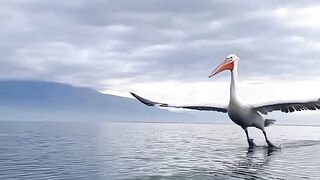 Beautiful Bird