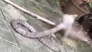 King  cobra snak vs big mouse...