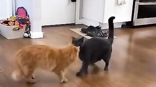 omgggggggg  cat is very funny