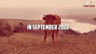 THE END OF WORLD ???? RED COW ???? ISRAEL ???? FREE PALESTINE ????????  THE END OF WORLD ???? END IS NEAR. In English.