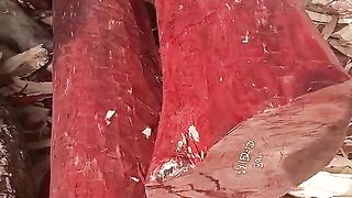 Red wood