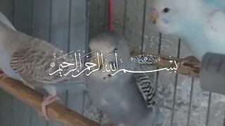 Surah al nas